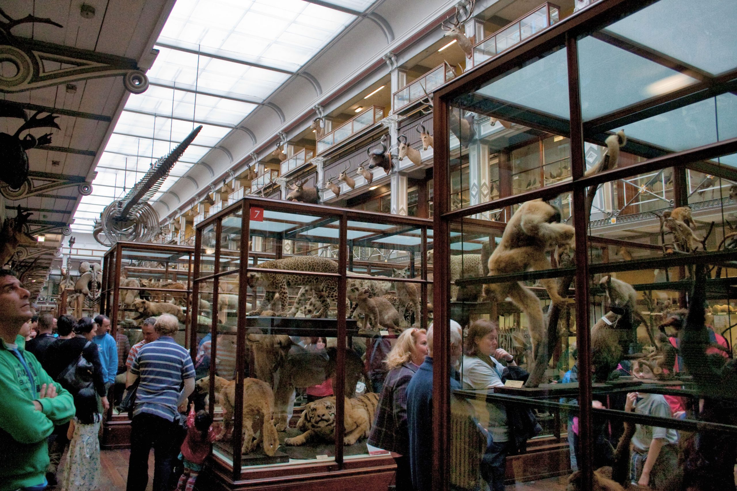 Das National History Museum of Ireland - Kieran Guckian - cc