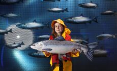 Taste The Atlantic - The Salmon Experience