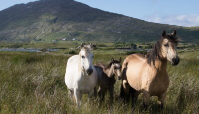 Pferde aus Connemara - Tanya Hart - cc
