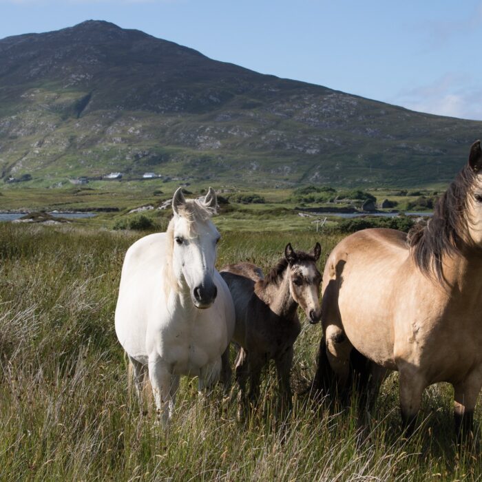 Pferde aus Connemara - Tanya Hart - cc