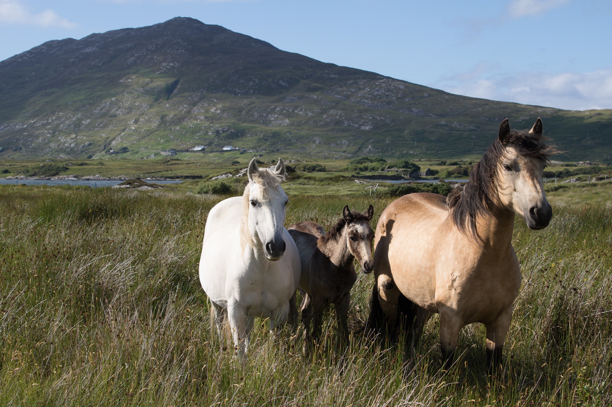 Pferde aus Connemara - Tanya Hart - cc