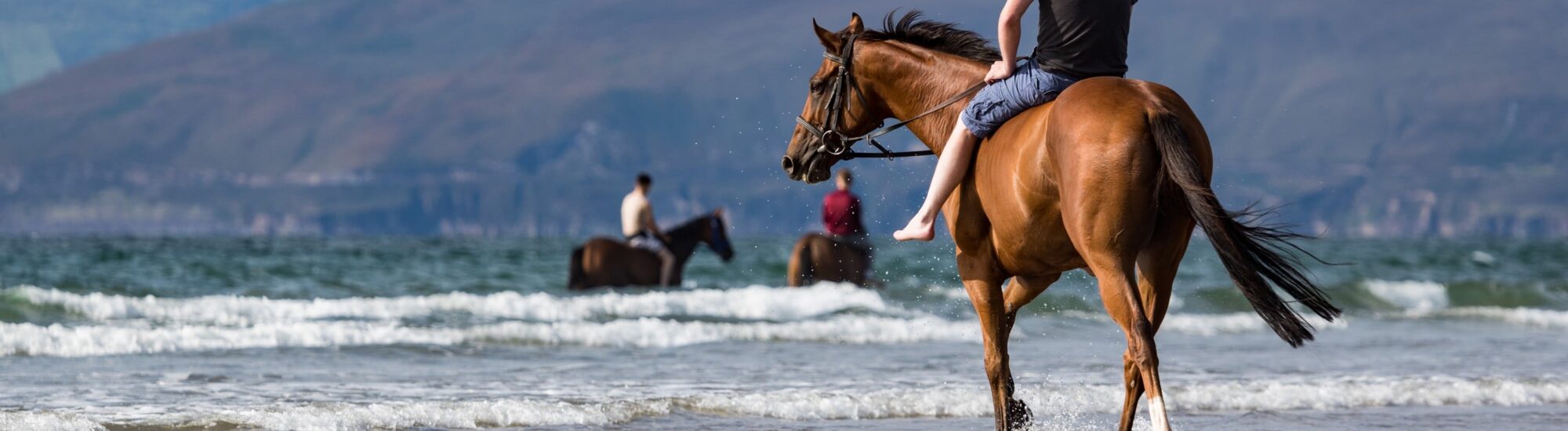 Tiere in Irland