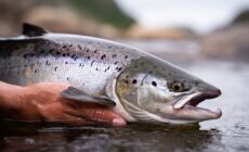 Ein atlantischer Lachs, gefangen in Irland - © lockyfoto