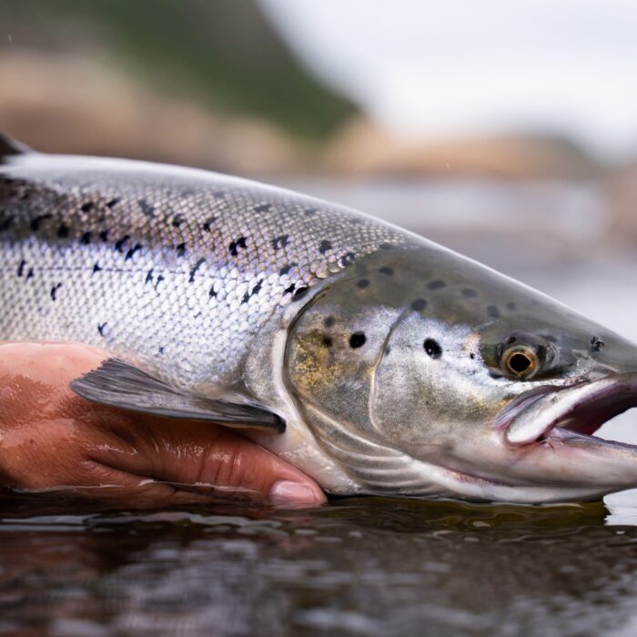 Ein atlantischer Lachs, gefangen in Irland - © lockyfoto