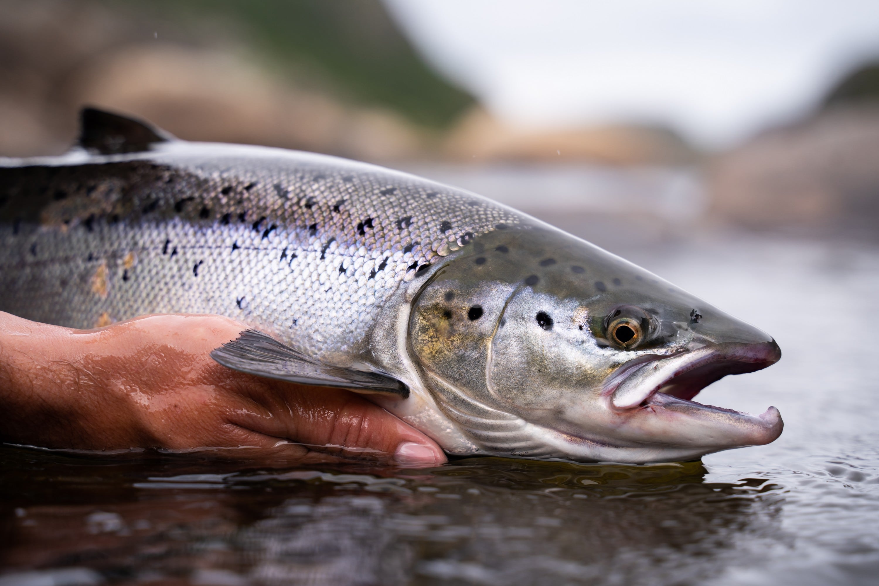 Ein atlantischer Lachs, gefangen in Irland - © lockyfoto