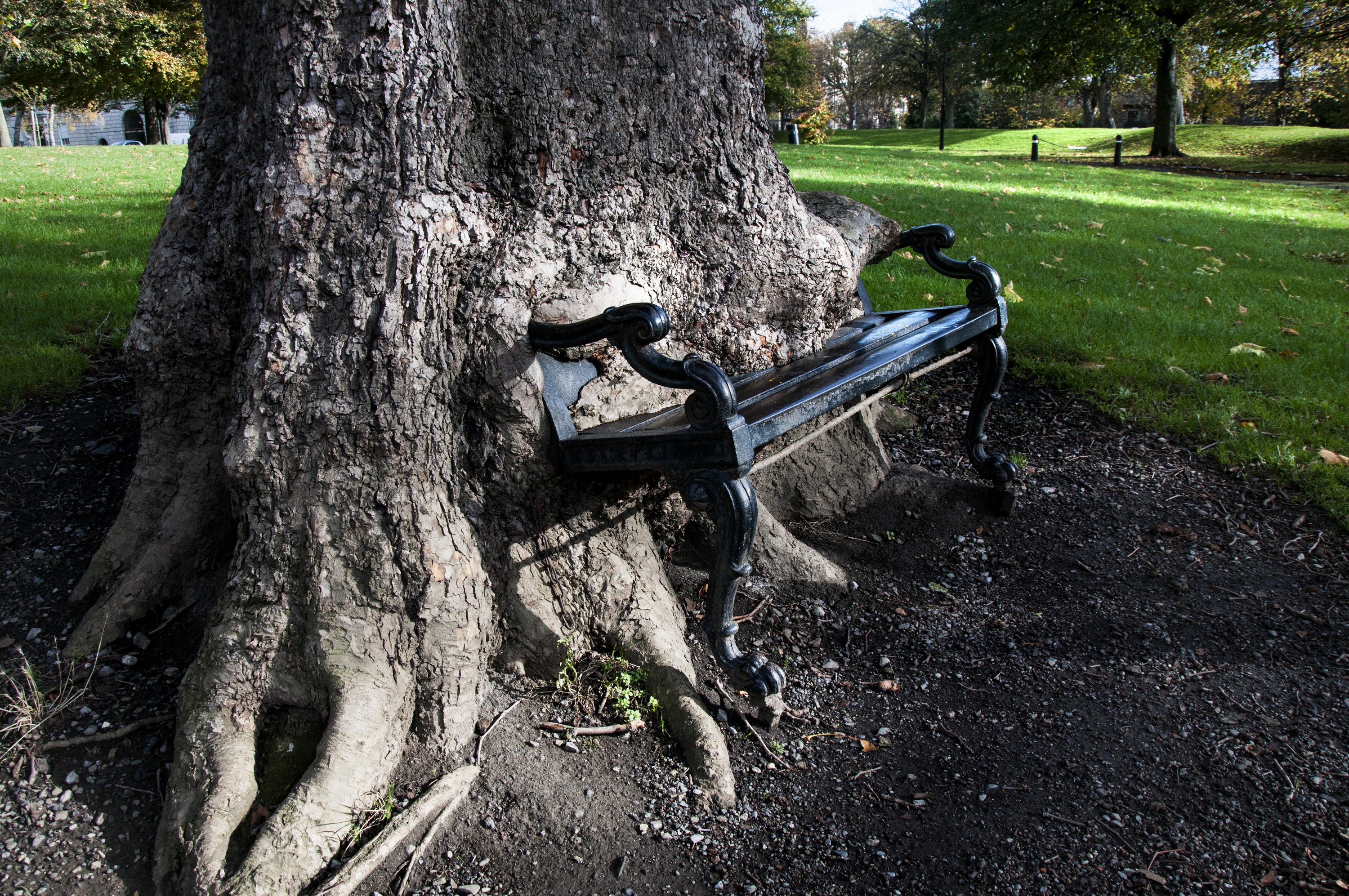 Der Hungry tree - © yuplex