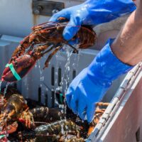 Irischer Hummer - © coachwood