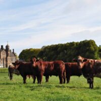 Hannan-Rindfleisch in Glenarm - http://www.hannanmeats.com