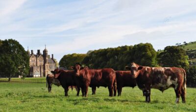 Hannan-Rindfleisch in Glenarm - http://www.hannanmeats.com