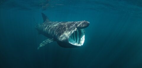 Ein Riesenhai - © prochym