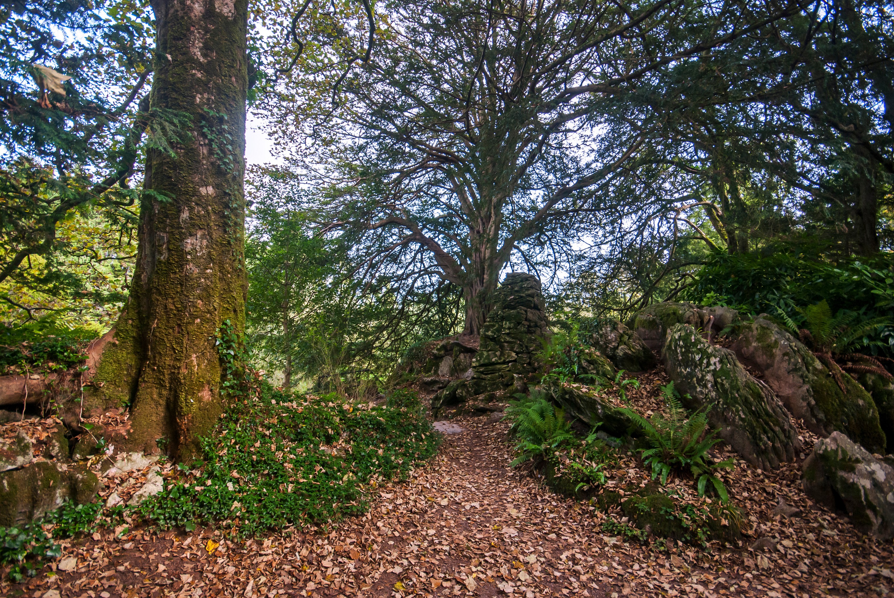 Witch's Yew - © Leonardo  