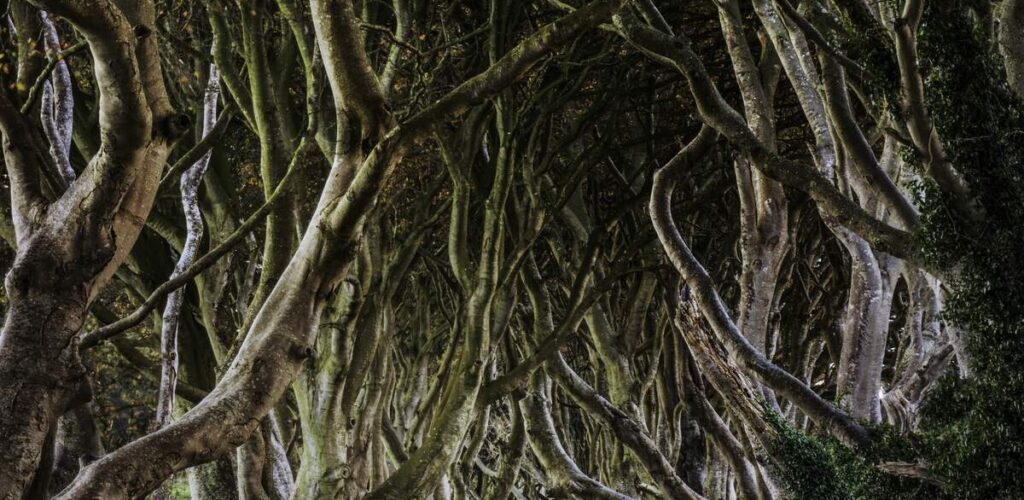 Dark Hedges - © John Miskelly Photography