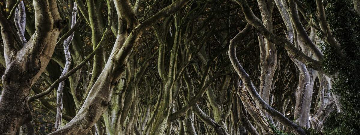 Dark Hedges - © John Miskelly Photography