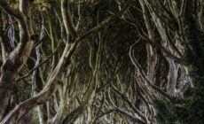 Dark Hedges - © John Miskelly Photography
