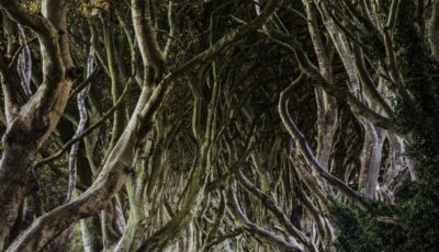 Dark Hedges - © John Miskelly Photography