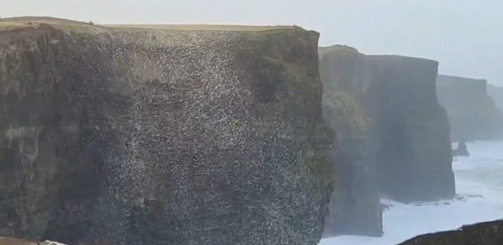 Ein riesiger Ball aus Schaum und Schnee trieb auf den Cliffs of Moher - @cormac_mcginley (X / Twitter)