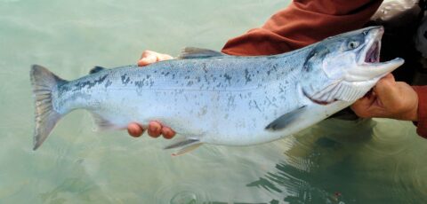 peche saumon