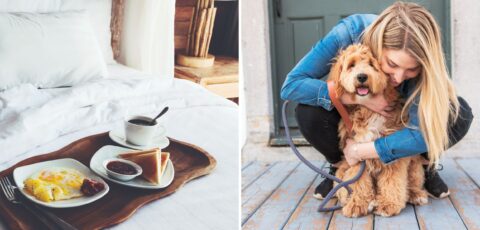pet sitting ireland