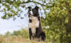 Reisen Sie mit Ihrem Hund nach Irland! - schauhi - Pixabay