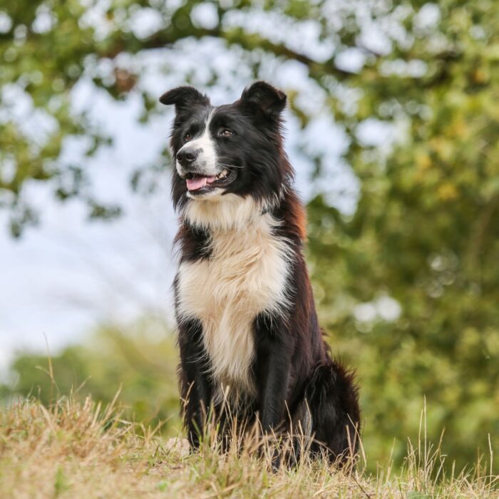 Reisen Sie mit Ihrem Hund nach Irland! - schauhi - Pixabay