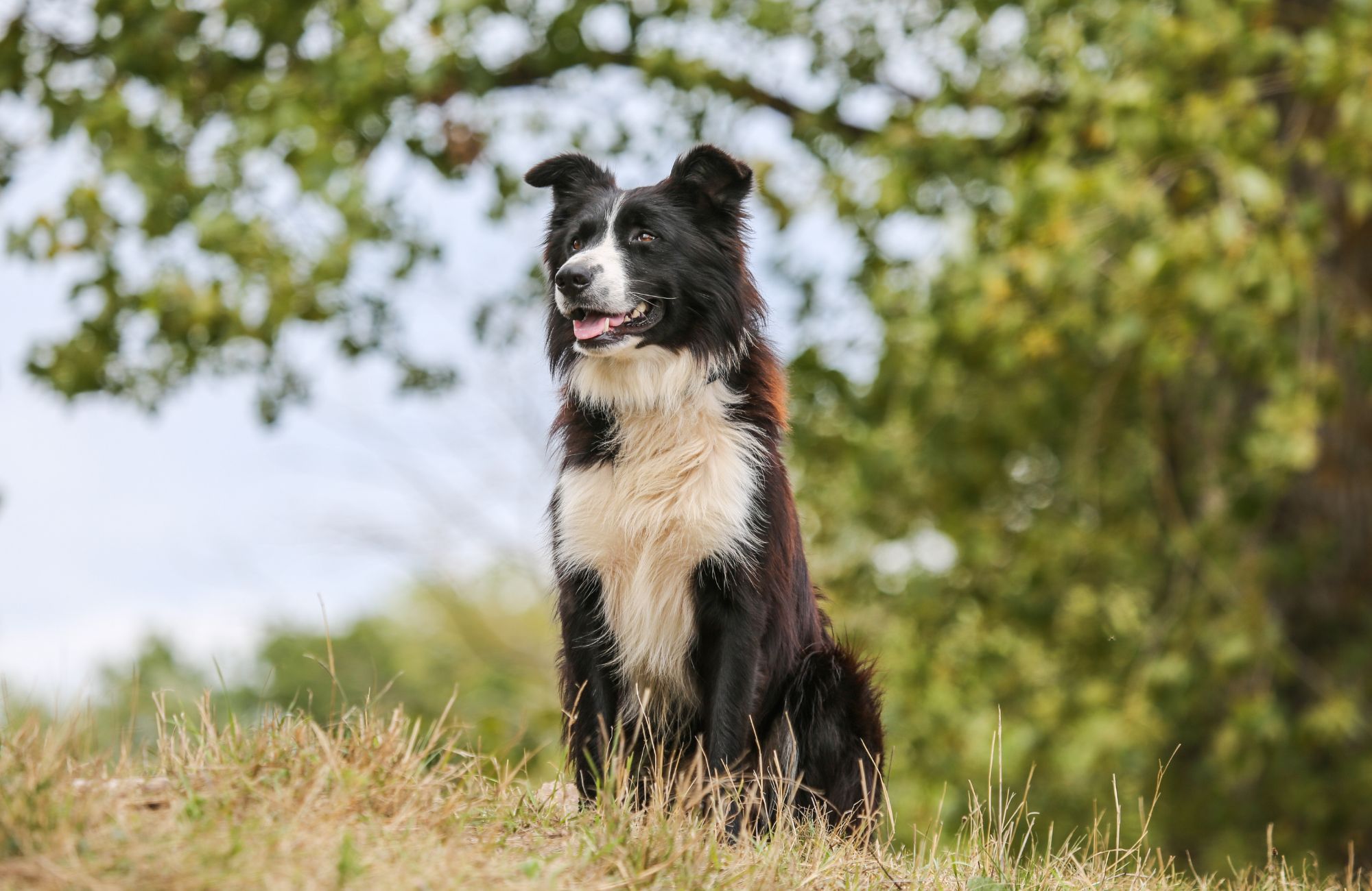 Reisen Sie mit Ihrem Hund nach Irland! - schauhi - Pixabay