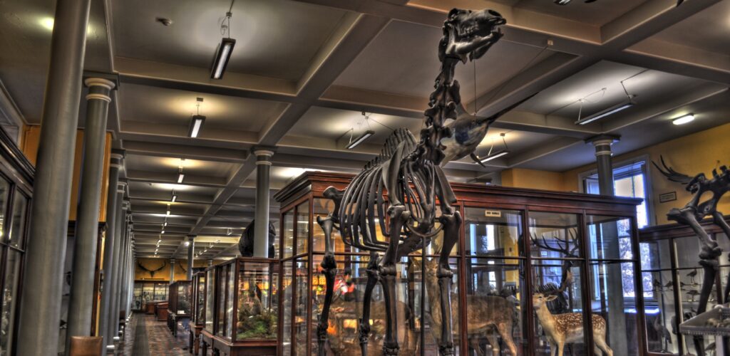 Das Natural History Museum of Dublin - Miguel Mendez - cc