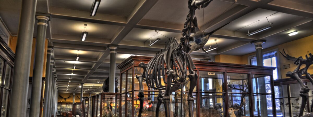 Das Natural History Museum of Dublin - Miguel Mendez - cc