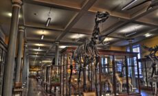 Das Natural History Museum of Dublin - Miguel Mendez - cc