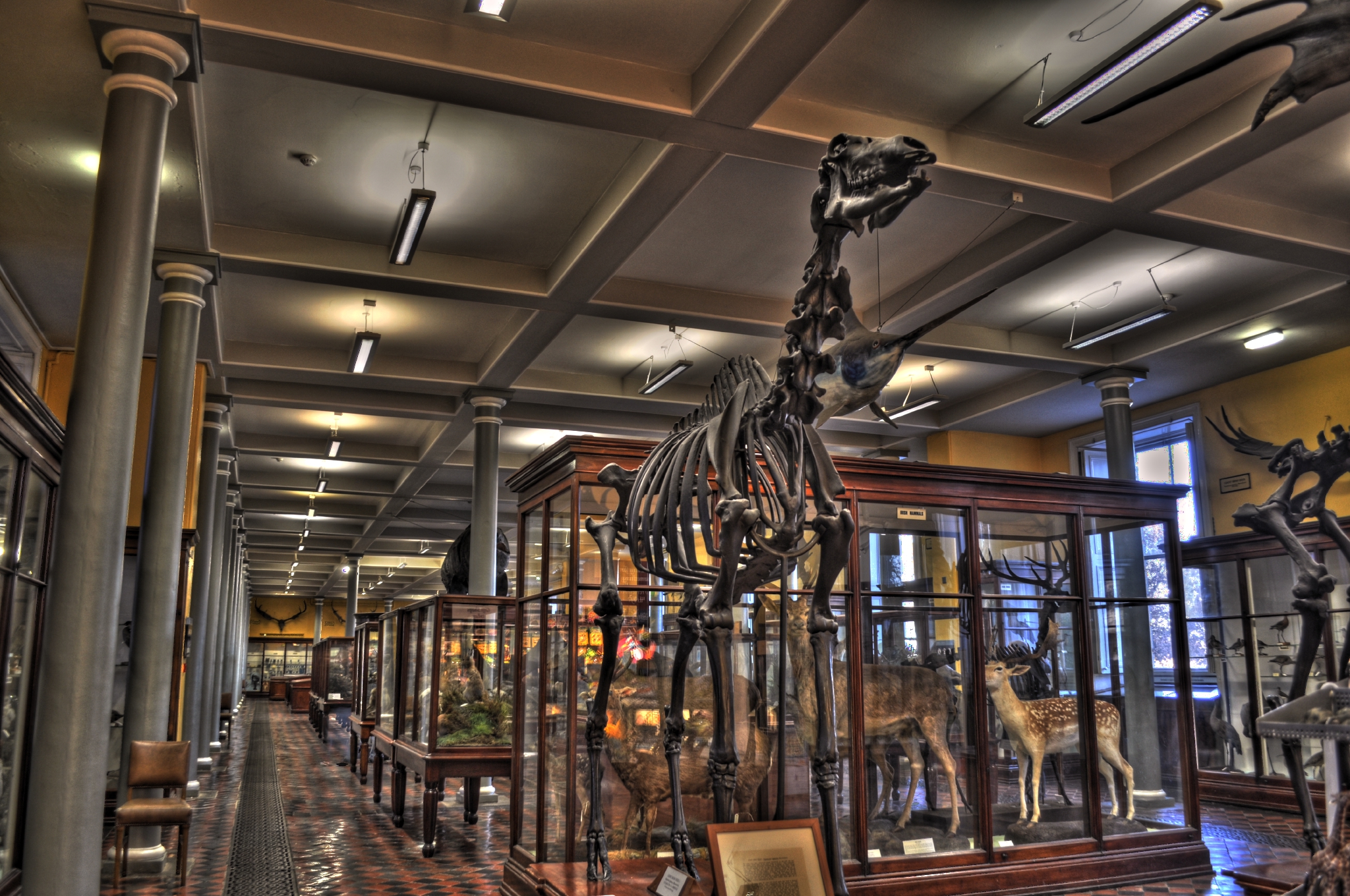 Das Natural History Museum of Dublin - Miguel Mendez - cc