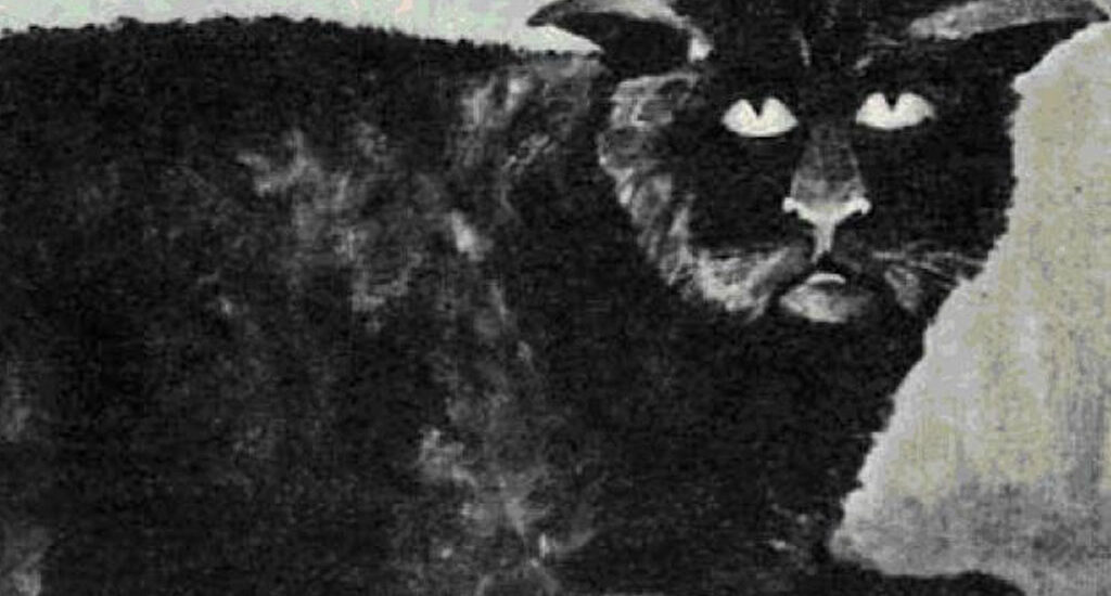 Die Katze von Killakee House