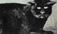 Die Katze von Killakee House