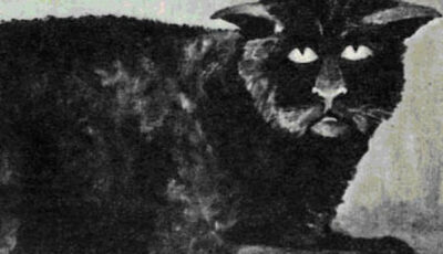 Die Katze von Killakee House