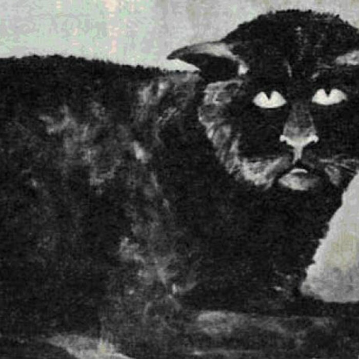 Die Katze von Killakee House