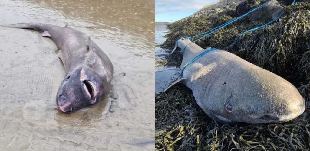 Ein im 19. Jahrhundert geborenes Hai auf einem Strand in Irland entdeckt