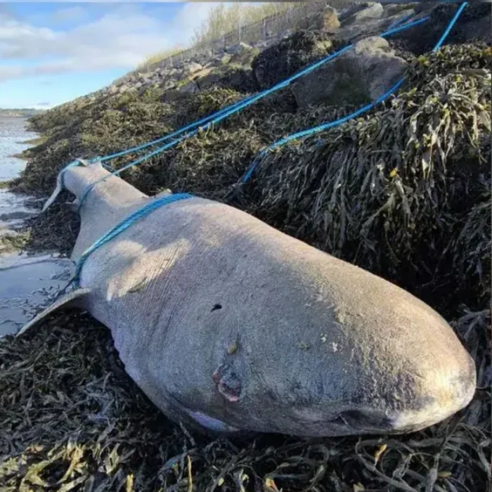 Le requin échoué en Irlande serait né au XIXeme siecle