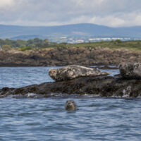 phoques dalkey island