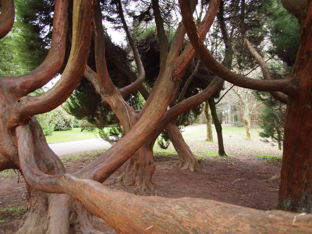 John Fitzgerald Kennedy Arboretum - bea&txm - cc