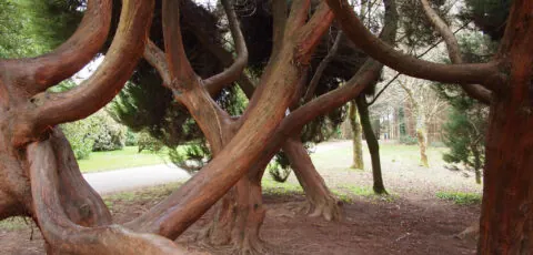 arboretum jfk