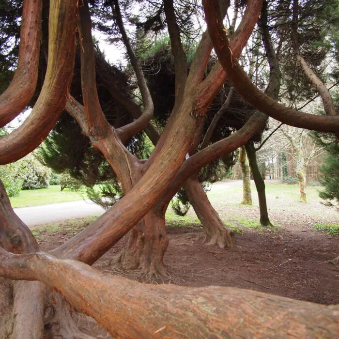 John Fitzgerald Kennedy Arboretum - bea&txm - cc