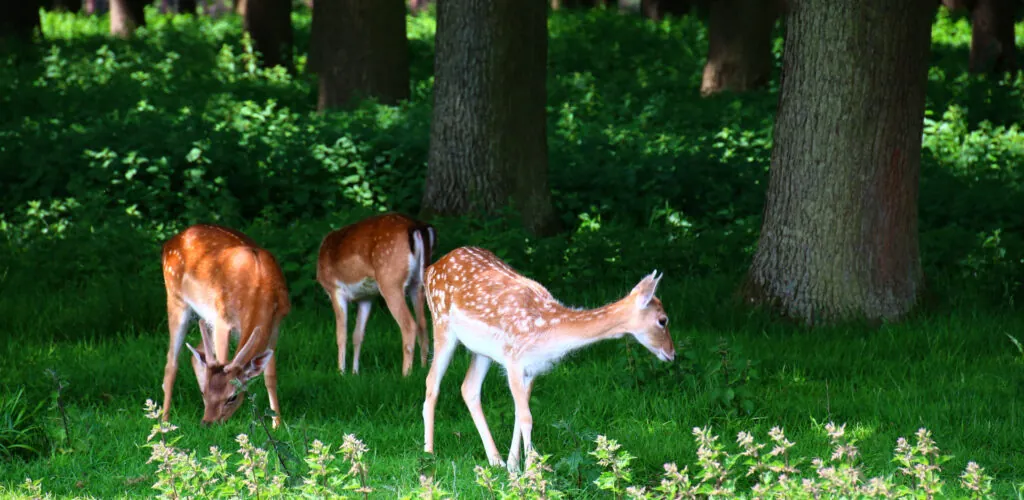 phoenix park