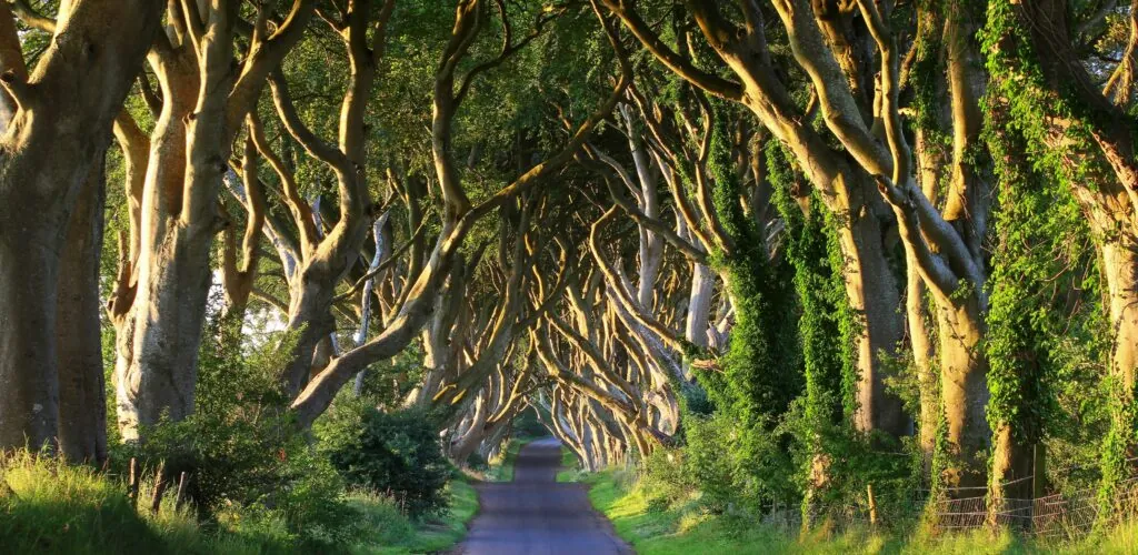 Die Top 8 der instagrammabelsten Orte in Nordirland 1 Dark Hedges - © adrianpluskota