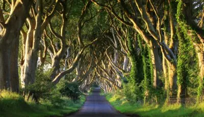 Dark Hedges - © adrianpluskota