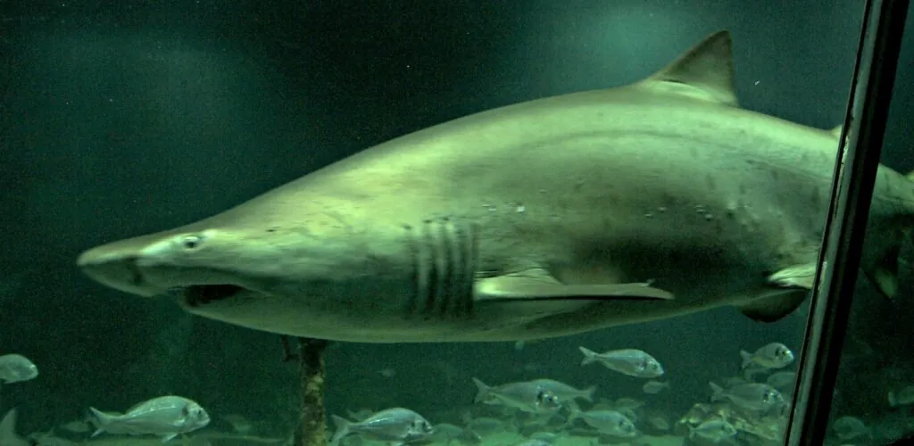 dingle oceanworld aquarium