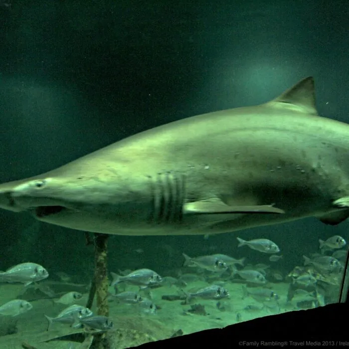 dingle oceanworld aquarium