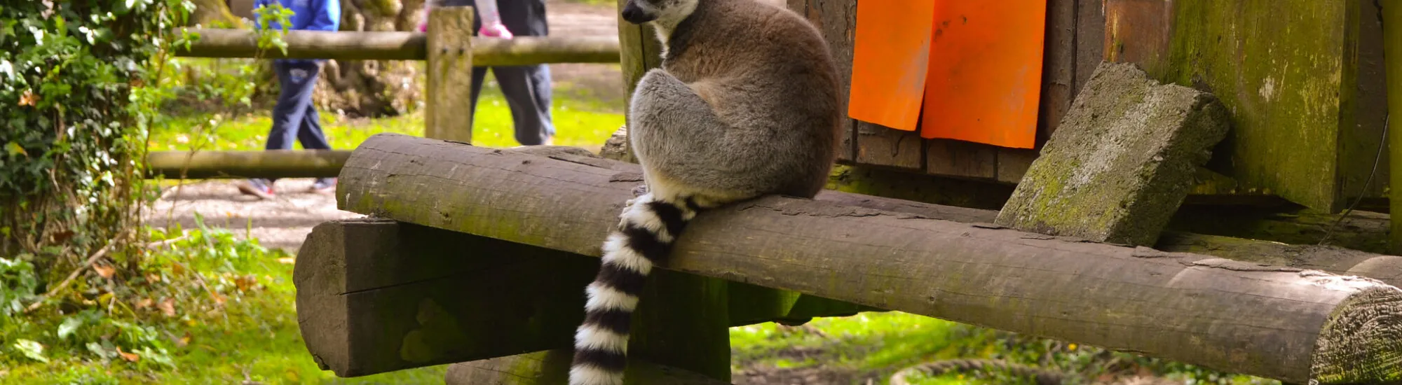 Fota Island