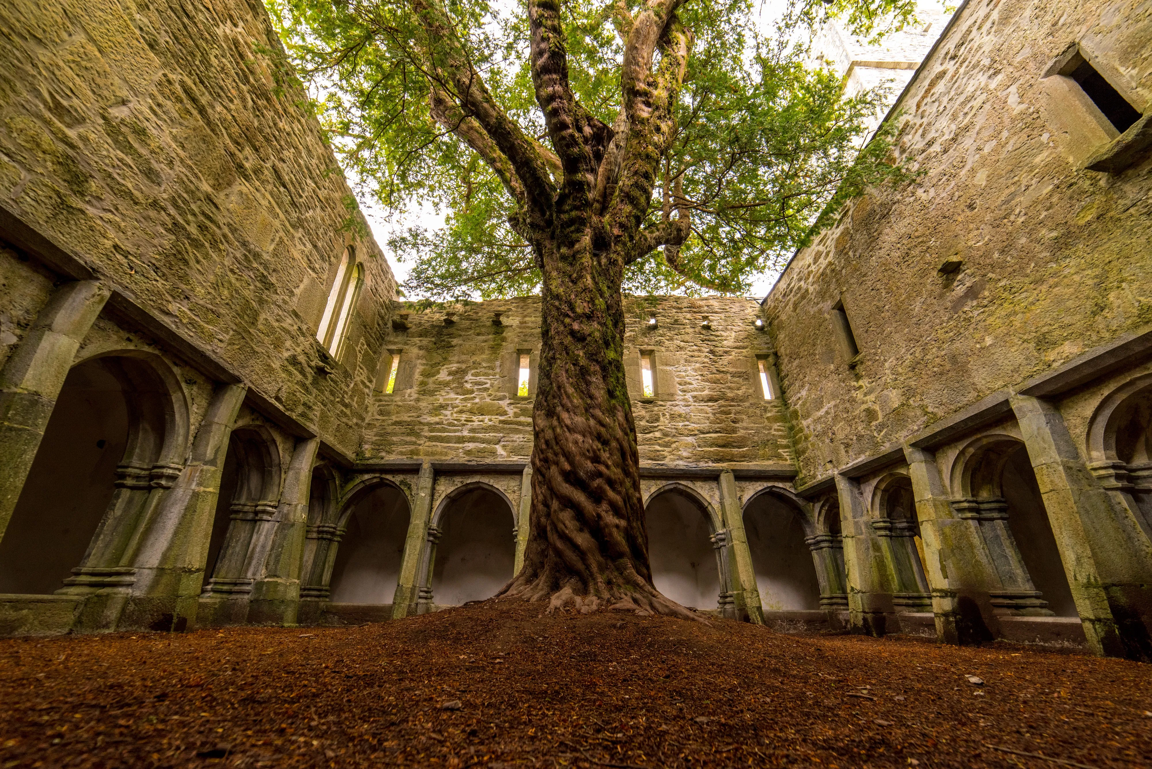 Die Muckross Abbey und ihr unglaublicher Baum - Luca Genero - Shutterstock