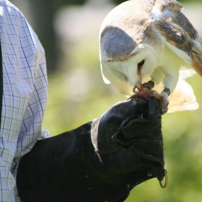 falconry