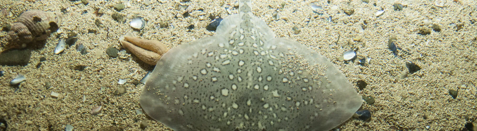 Irische Aquarien