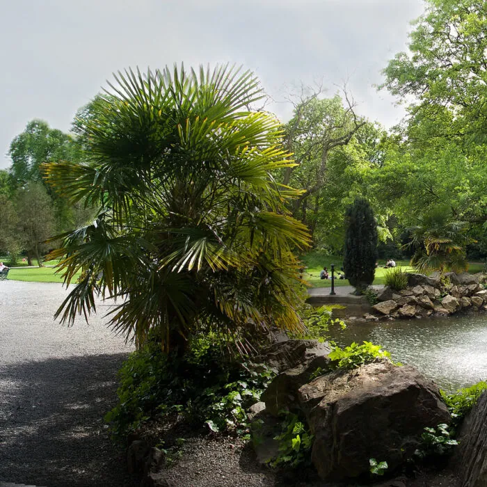 Iveagh Gardens 5 Iveagh Garden - Michael Foley - cc