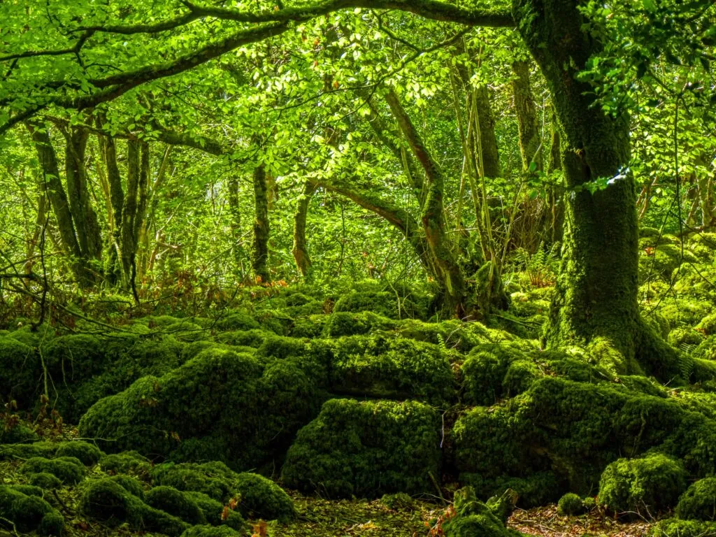 La Mossy Woods - © 4kclips